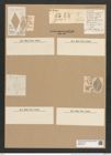 Rhaphoneis rhombus Ehr. (de-Toni-Nr.: Genus 78, Species 2814) Zeichnungen Sammlung Grunow Nr. 5780 (NHMW-BOT-W0374178)